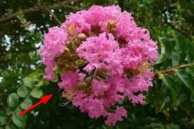 哪种植物被称为痒痒树12.13蚂蚁庄园