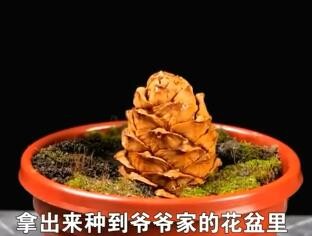 植物种植小技巧