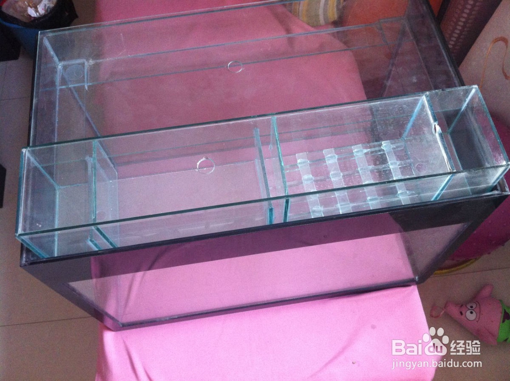 进行单养的具体步骤与方法