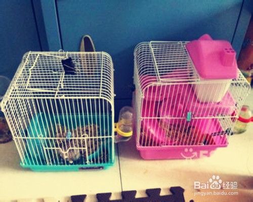 两只仓鼠一起养可以吗？什么时候必须分笼
