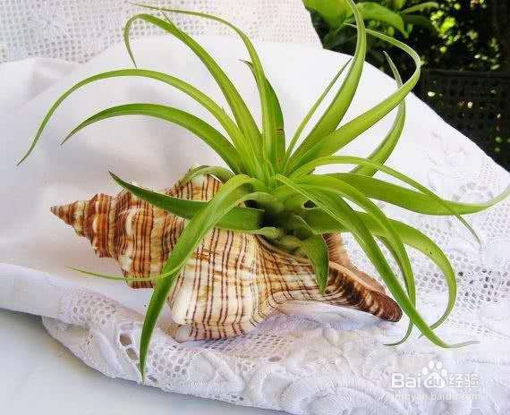 一养就容易上瘾的绿植,养护简单卫生