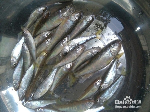 如何区分蝌蚪和小鱼