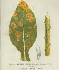 合理治疗烟草赤星病