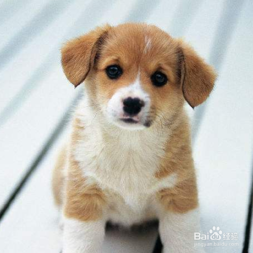 怎么训练狗狗在一个地方上厕所