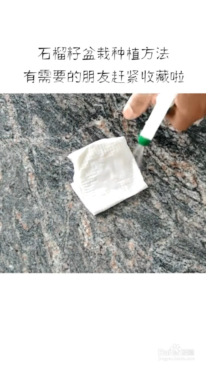 如何种植石榴盆栽