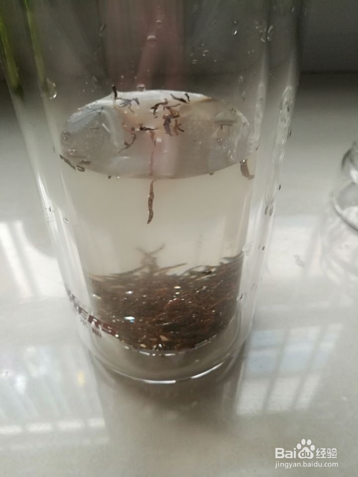 怎样使用功夫茶杯泡茶