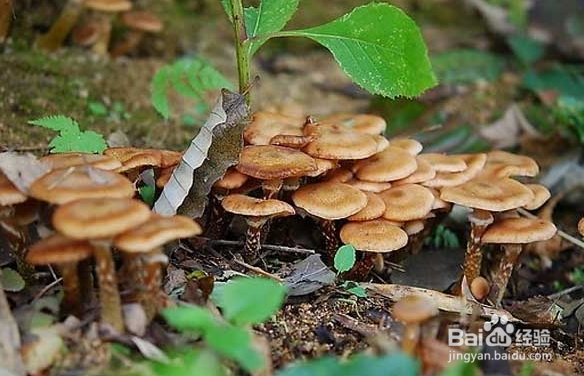 野外求生我们需要注意些什么
