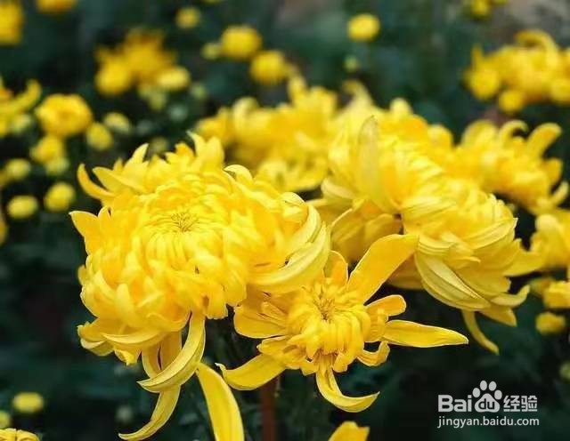 3种花现在养1盆，1个月就开花，一直开到12月