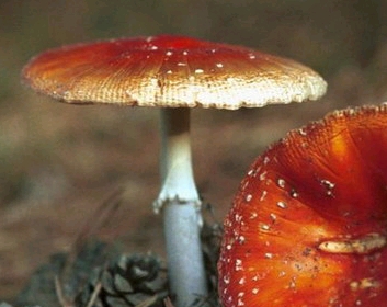 怎样应付野外旅游意外事故