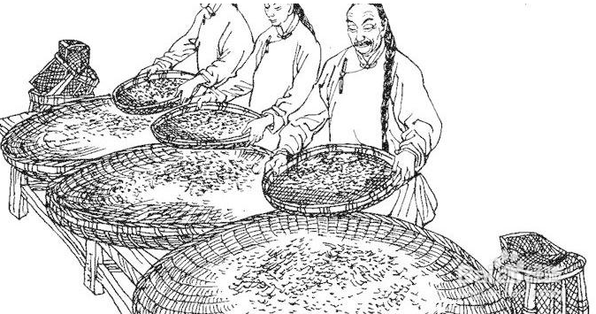 辣木茶的功效与作用