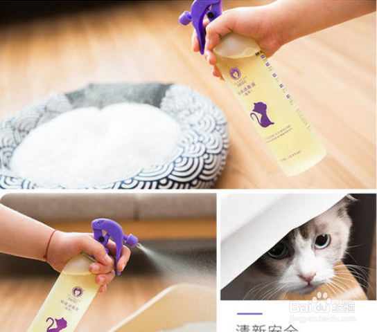 如何预防猫咪得猫藓