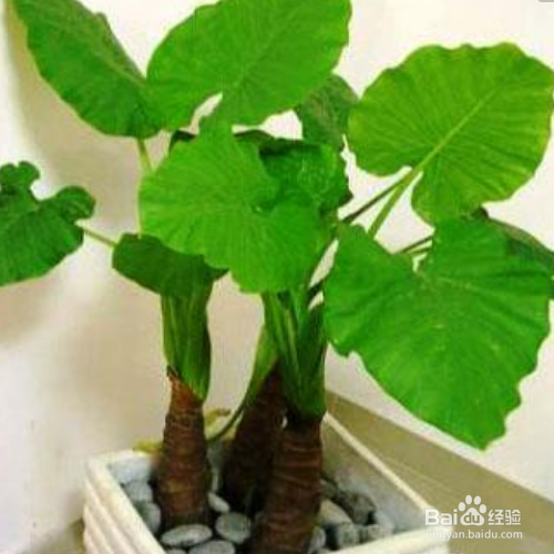 滴水观音冬天怎么养?