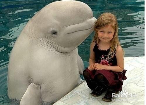 怎样帮助宝宝减轻对动物的恐惧？