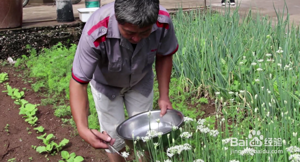 美味可口的韭菜花，这么做不用保鲜可以储存2年