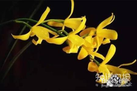 100种兰花品种图鉴，花开瞬间，艳冠群芳！
