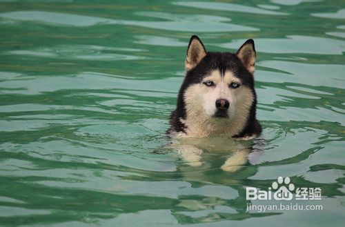 哈士奇日常锻炼的五个要点是什么