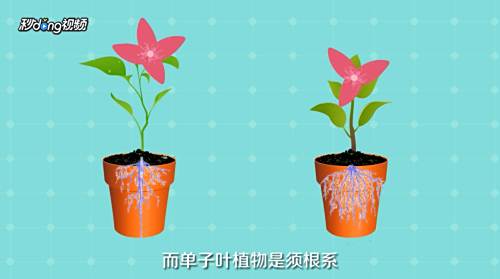 双子叶植物和单子叶植物的区别是什么 百度经验