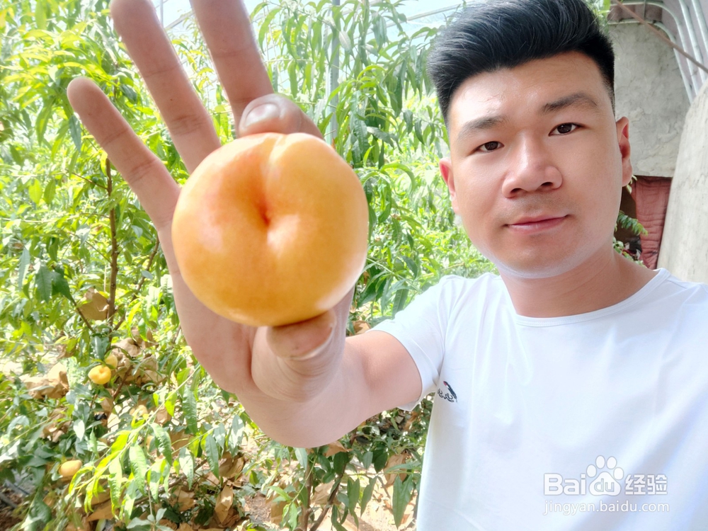 果树苗有哪些最新品种