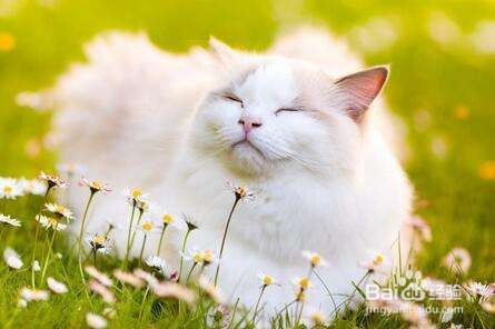 被猫抓伤怎么办