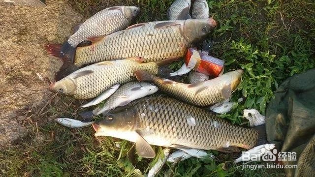 专攻鲫鱼鲤鱼的饵料配方