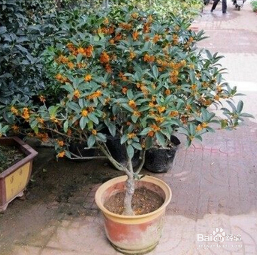 伏天如何养好盆栽嫁接的金桂花