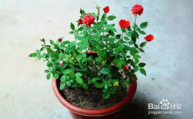 想让你的月季花开不断