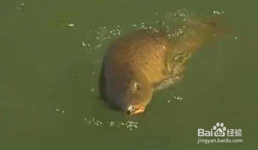 钓鲤鱼技巧之如何选择钓点