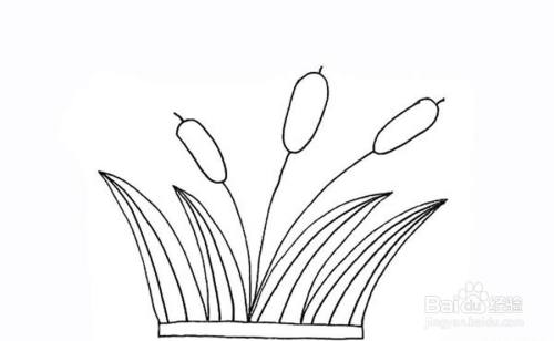 如何画芦苇的彩色儿童简笔画教程