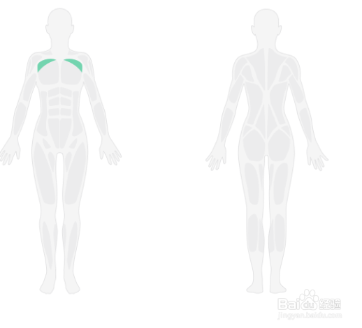 弹力绳胸部训练