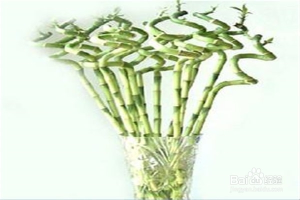 富贵竹的养殖方法和注意事项有什么？