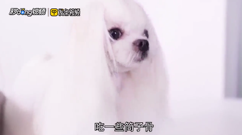 狗狗能吃红枣吗