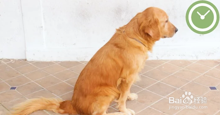 如何帮狗狗按摩