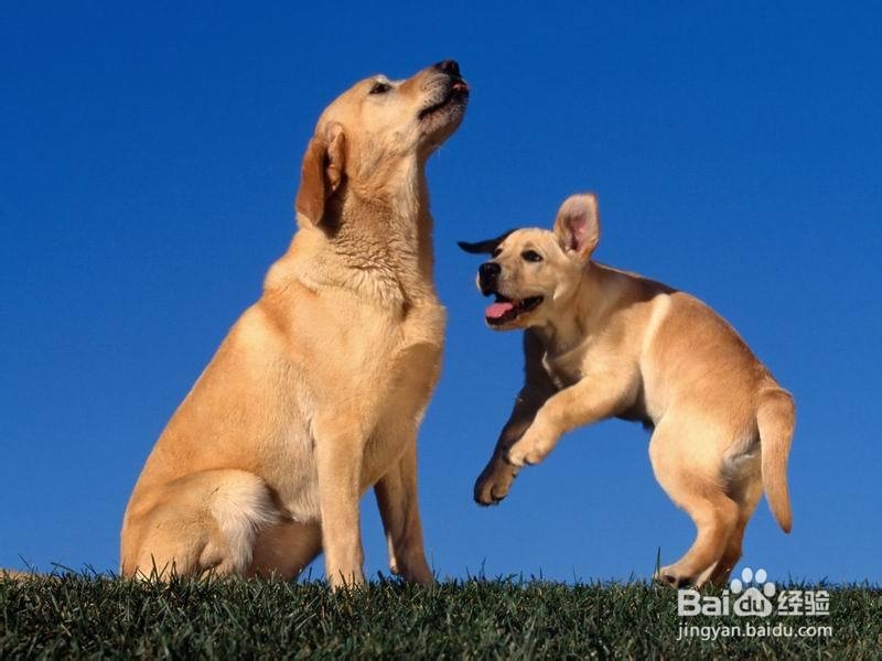 怎样处理老犬和新犬的问题