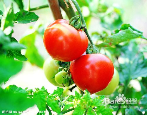 4种食物对抗季节性过敏