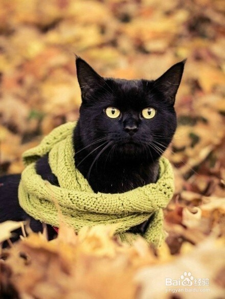 萌喵演绎9款围巾不同搭配,我的心已经被萌化了