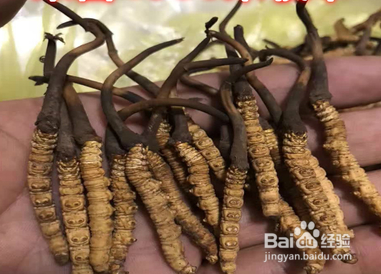 高价回收冬虫夏草?是功效还是利益?