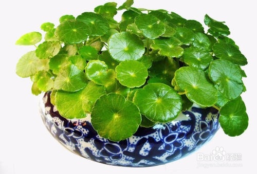 铜钱草的养殖方法和注意事项都有哪些？