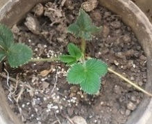 怎么在家种草莓