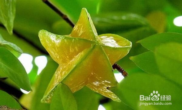 杨桃种子能做盆栽吗