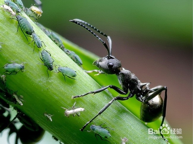 吃什么可以治愈少白发。