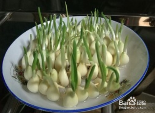 蒜发芽了怎么种水培蒜苗