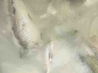 香浓鲫鱼汤的做法