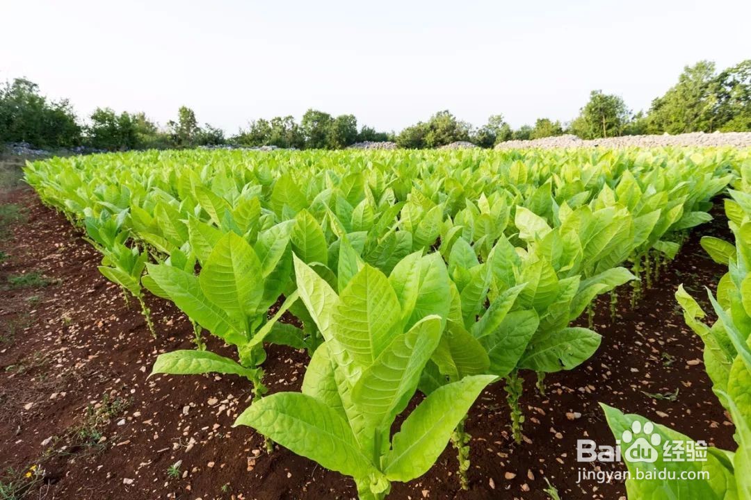 软中华和硬中华有什么区别