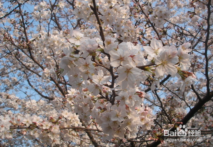 武大樱花直播日程