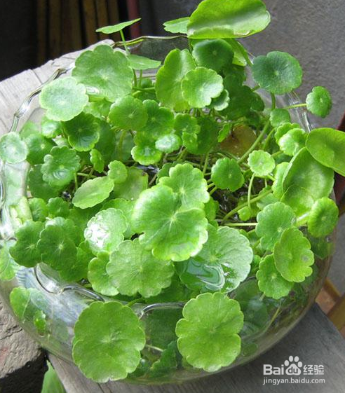 怎样养铜钱草更粗壮