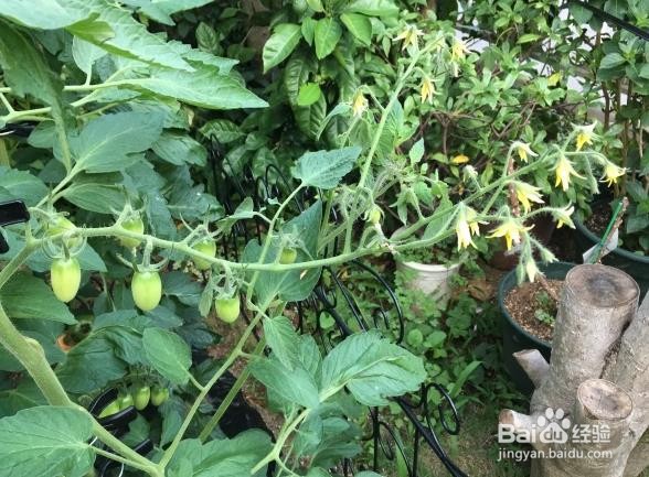 西红柿不红的原因