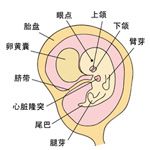 怀孕第6周胎儿发育和孕妈妈的怀孕症状