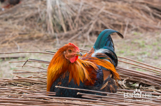 对付鸡不下蛋的方法