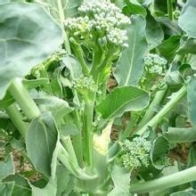 西兰苔的功效和作用