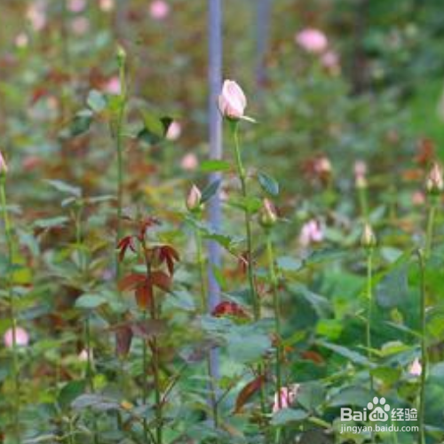 路易十四玫瑰的养殖方法和注意事项